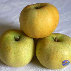 Apple tree 'Belchard Chantecler'